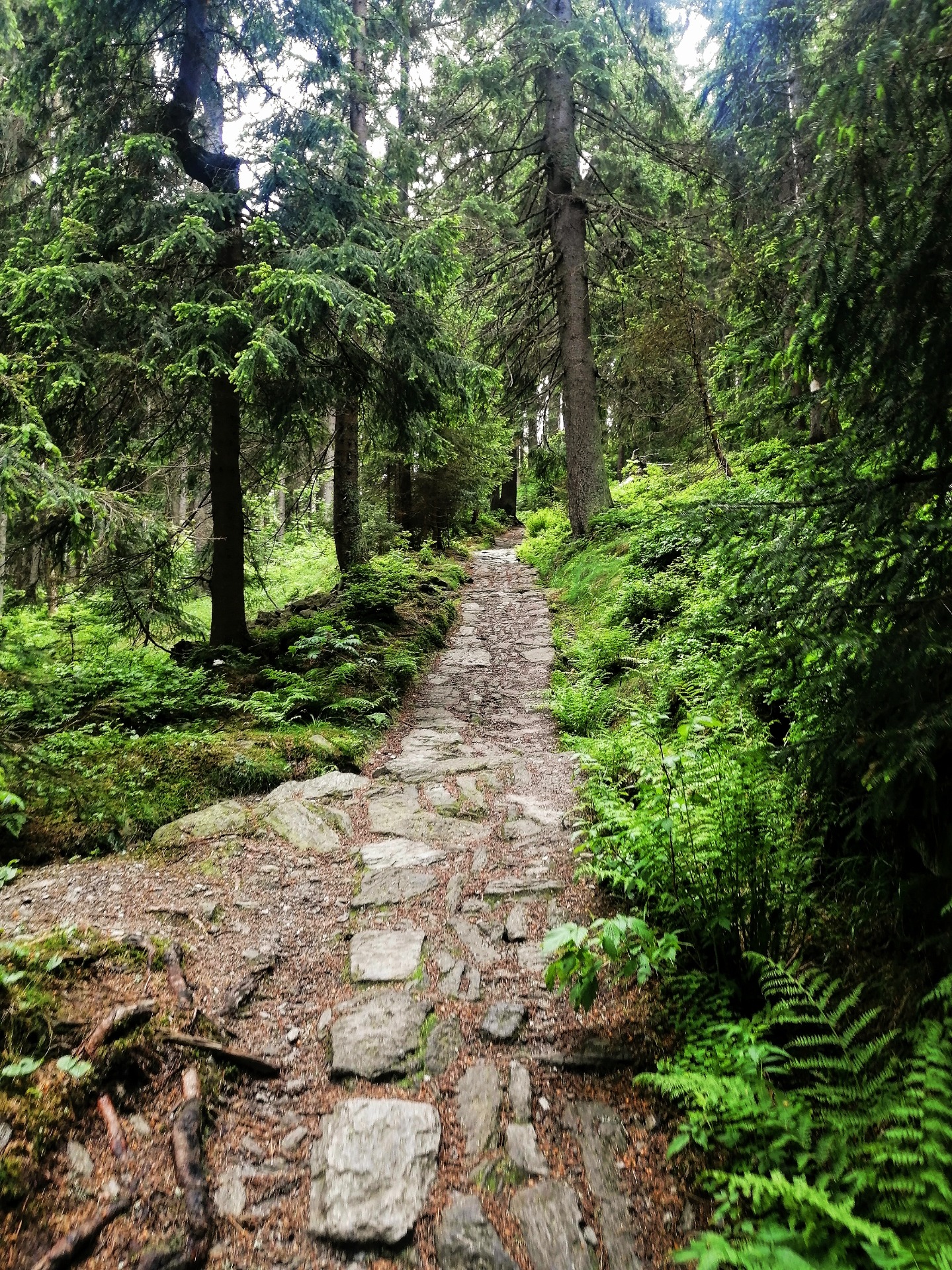 Pěšinka na vrchol Černé hory